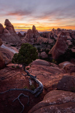 Utah Arches Nationalpark Einsamer Baum Sonnenuntergang